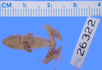Media type: image; Herpetology A-26322
